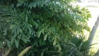 The Clumping Fishtail Palm  Caryota mitis [upl. by Ultima]