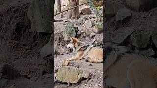 Endangered Mexican gray wolves Chapultepec Zoo Mexico City CDMX rare wild animal life explore lobo [upl. by Carlee]