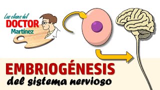 Embriogénesis del sistema nervioso [upl. by Mintz]