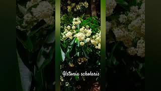 Alstonia scholaris 🌳🌳 [upl. by Peterus]