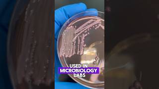 How to streak 👚🫣 plate 🧫 microbiology laboratory science [upl. by Artus]