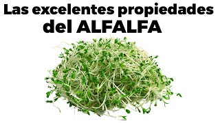 ❇️9 BENEFICIOS DEL ALFALFA propiedades cómo comerla y efectos secundarios [upl. by Waterman296]