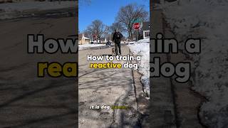 HOW TO Train a reactive dog💥 dog dogtraining reactivedog [upl. by Georgeanna]