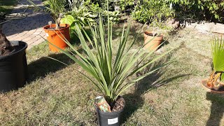 Kordylina australijska cordyline indivisa z Lidla  przesadzanie odc 51 [upl. by Ailene]