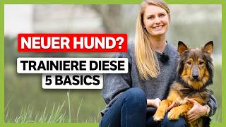 NEUER Hund Diese 5 Basics muss er zuerst lernen [upl. by Hertzog]