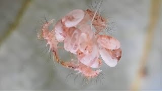 Lacewing eggs hatch feed on siblings gather debris [upl. by Avram396]