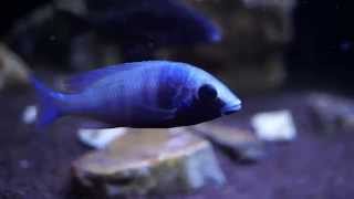 Placidochromis phenochilus Gissel juvenile 20140916 [upl. by Einnalem]