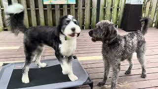 Bernedoodle vs Wolfadoodle [upl. by Breena]