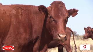 Christopher Melamu Winner 2020 Vleissentraal SA Stud Book ELITE Beef Cattle Herd [upl. by Ahsiekrats308]