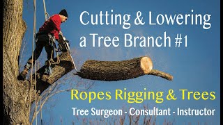 Cutting and Lowering a Tree Branch 14 [upl. by Iht]