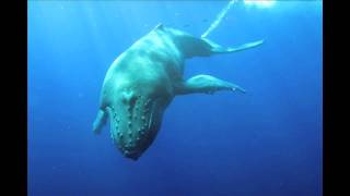 Humpback Whales Highlight Reel 2010 Season [upl. by Utas]