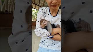 monkey short clip video monkey [upl. by Anderea911]