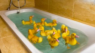 Ducklings swim in the bath [upl. by Akemehc]