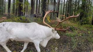 WHITE REINDEER alpha male blocking the road until his pack is safe Swedish Lapland Polar Circle [upl. by Darrey]