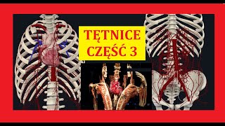 ANATOMIA TĘTNICE KLATKI PIERSIOWEJ CZĘŚĆ 3 [upl. by Isleana]