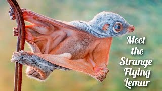 Discovering The Amazing Gliding Skills of the Flying Lemur  A Strange and Unusual Animal  Sunda [upl. by Eimas672]