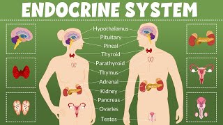 Clinical Biochemistry  endocrine  Thyroid gland [upl. by Kerred]