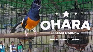 Kualitas Murai 3 Milyar  GOPRO  Ohara Is Back  DAHSYAT TEMBAKAN Murai Prio Excellent [upl. by Fretwell]