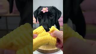 A kind owner gives a happy dog eating healthy foods shorts dog cutedog [upl. by Aliam]