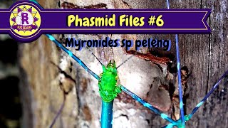 Myronides sp peleng  Emerald sheen Stick Insect Care [upl. by Greenleaf]