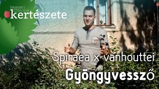 Virágzó sövénykerítés  Gyöngyvessző ültetése  Spiraea x vanhouttei  Növényrendelés [upl. by Enidaj]