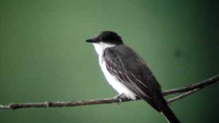 Eastern Kingbird [upl. by Ramedlav]