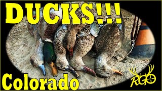 20 Minute Limit  Opening Day Colorado Ducks  RGO 457 [upl. by Eitra]