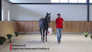 Velasquez VG Pegase vant Ruytershof x Chellano Z [upl. by Krucik]