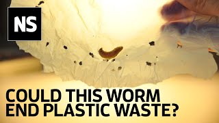 Wax worm saliva breaks down plastic and could be answer to plastic waste [upl. by Aurilia]