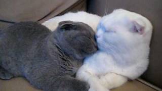 Scottish Fold White Cat and Grey Kitten [upl. by Chilton]