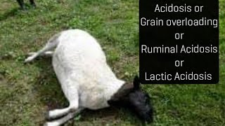 Acidosis or Grain overloading or Ruminal acidosis Signs amp treatment [upl. by Gora]