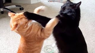 Top CRAZY CAT videos of 2024 😆 Funny Cat videos 😂 [upl. by Asia]