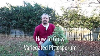 How to grow Variegated Pittosporum Japanese Mock Orange with a detailed description [upl. by Yasdnil385]