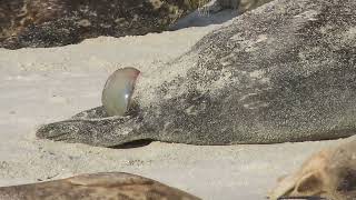 quotTornadoquot Gives Birth at Hopkins Beach [upl. by Jacquette]