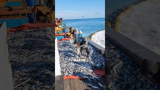 A marine fish farm in South Korea shorts [upl. by Anse]