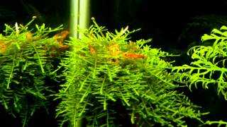 Weeping Moss  Vesicularia Ferriei Part 2 [upl. by Haduhey]