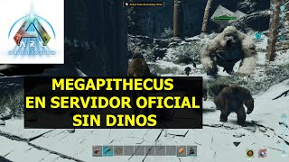 Ark Survival Ascended MEGAPITHECUS SOLO Servidor OFICIAL PVE sin dinos [upl. by Sollars]