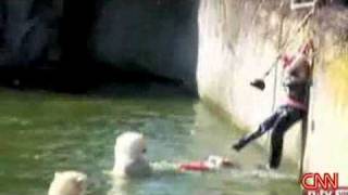 Woman attacked by polar bears [upl. by Htenywg]