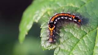 Goldtail Moth Caterpillar Euproctis similis [upl. by Stoeber]