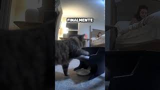 Gato Aprende a Tocar Piano [upl. by Riabuz]