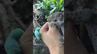 MY TOKAY GECKO BIT ME HORN WORM FEEDING [upl. by Aelc]