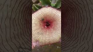 Vc sabia que a Stapelia Gigantea não é uma planta carnívora [upl. by Elyod36]