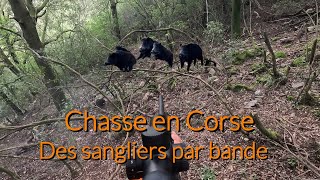 Tirs de 8 sangliers en battue💥chasse en Corse à Bastelica [upl. by Kenton]