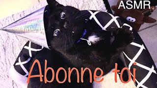 ASMR  Chat qui ronronne ronronnement de chat Ronron thérapie Relaxation maximum [upl. by Ahsiyn411]