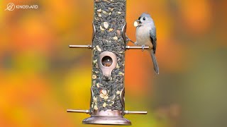 Best Bird Feeder to Attract Backyard Birds  KingsyardTube Bird Feeder  Watching Birds for Cats [upl. by Tadio]