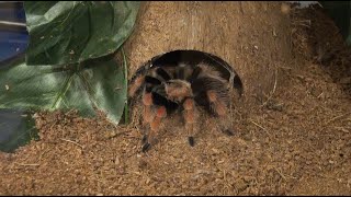 Mexican Fireleg Tarantula Feeding Brachypelma boehmei [upl. by Uehttam59]