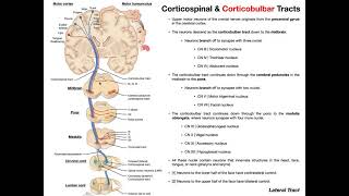 Corticobulbar Tracts EXPLAINED  Cranial Nerve Motor Function [upl. by Sammie]