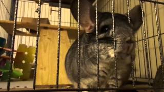 Chinchilla Sneeze [upl. by Drhacir]