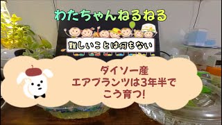 【百均】ダイソー産エアプランツは3年半でこのくらい育ちます【チランジア】 [upl. by Anilorak]