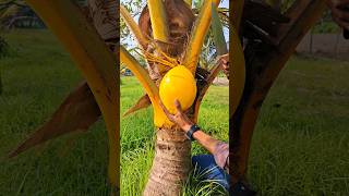 small tree yellow coconut cutting asmr satisfying youtubeshorts [upl. by Bogosian]